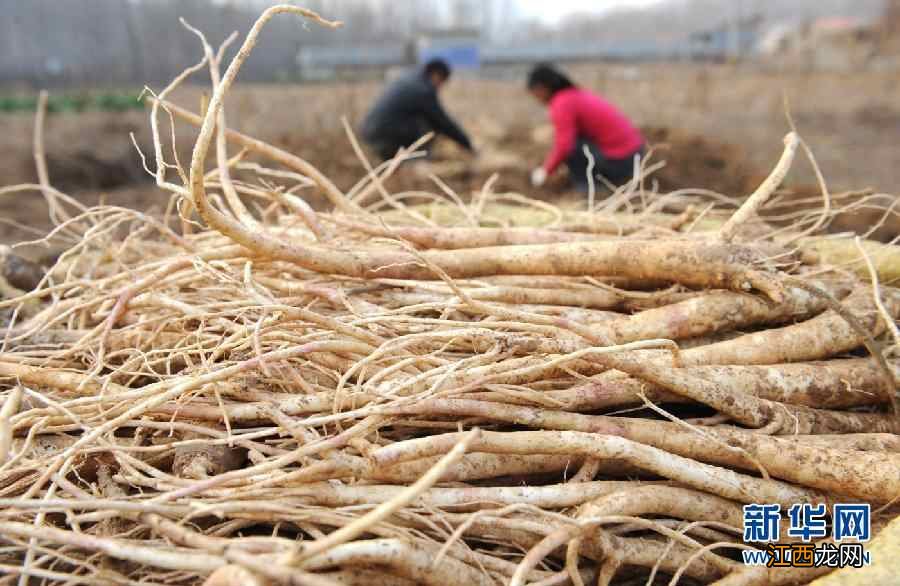 桔梗的功效与作用 桔梗食用方法