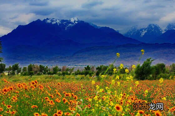 最好的雪菊产地 怎么辨别新疆天山雪菊真假
