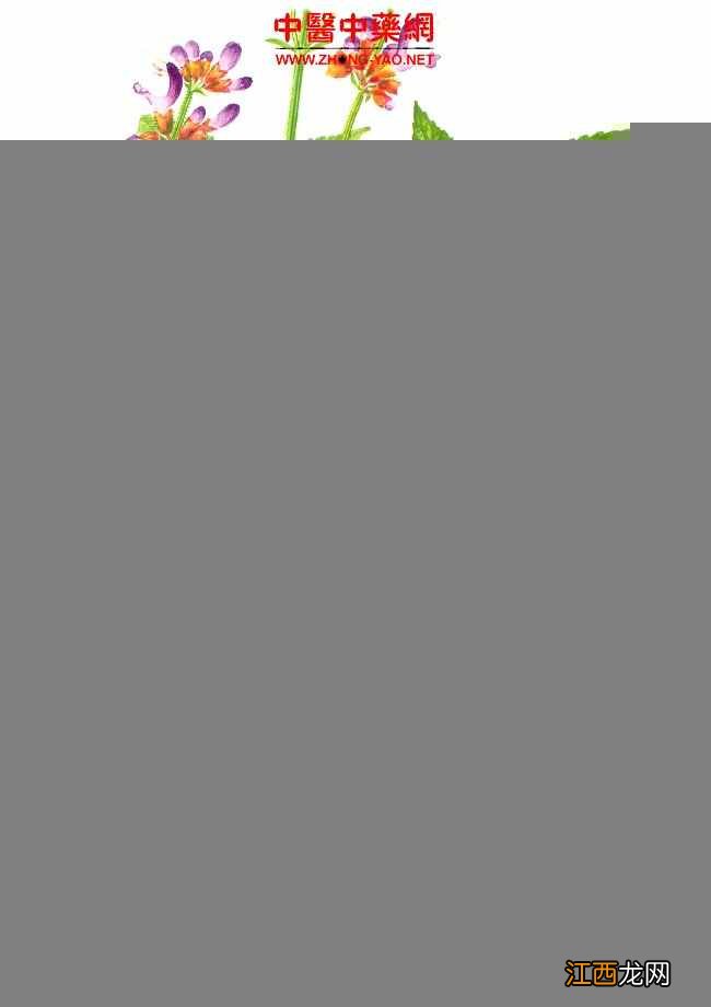 丹参多少钱 丹参多少钱一斤 丹参图片