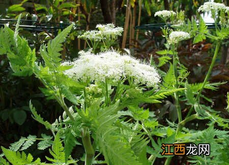 活血祛瘀药作用是什么 有哪些活血祛瘀药,活血祛瘀药的作用机理