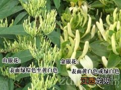 山银花与金银花有联系吗？区别在哪里？