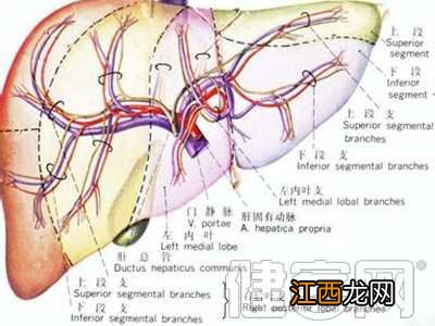 肝掌一定是肝硬化吗 肝掌一定是肝病吗