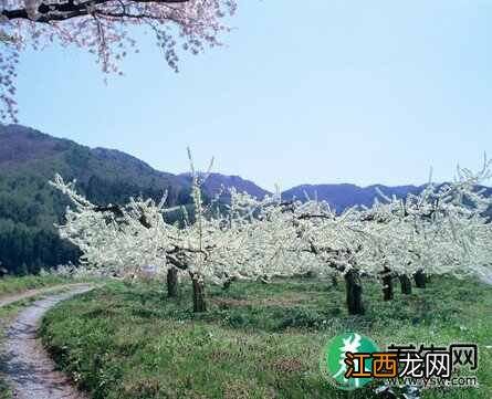 养生顺节气 踏春赏花调气血