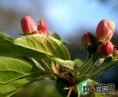 养生顺节气 踏春赏花调气血