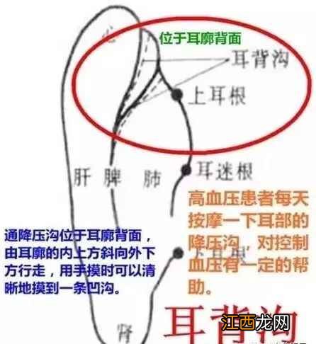 降血压拔罐有四个特效穴位 降血压有四个特效穴位