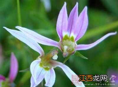 半边莲的营养价值有哪些 半边莲有什么好处