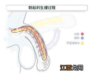 如何量弟弟的尺寸图解 男人长度测量方法图