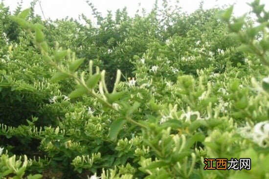 金银花什么品种好?金银花种植如何选种?