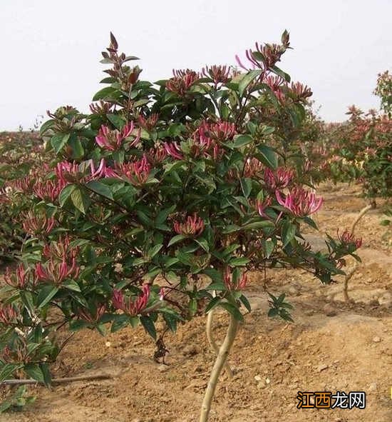 金银花什么品种好?金银花种植如何选种?