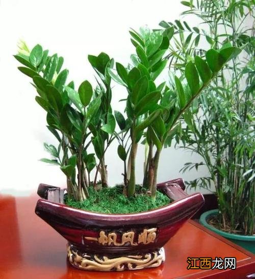 大门两边栽什么花 大门口两边最旺宅的植物,家大门口种什么花风水好