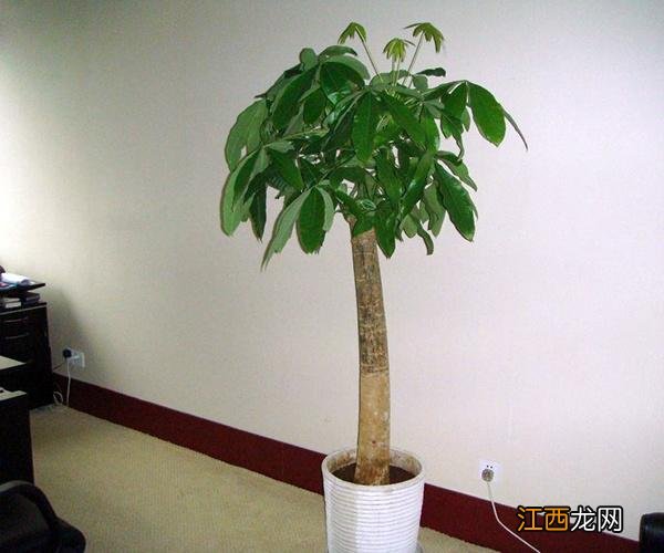家里种什么树招财又旺宅 客厅养什么树风水最好，客厅进门放什么树好
