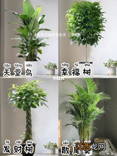 适合客厅摆放的大型植物 客厅适合养什么植物，客厅种植什么植物比较好