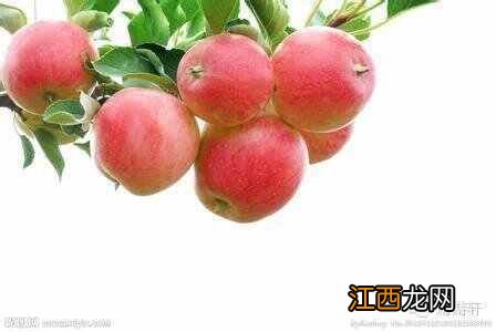 冬季,宝宝少吃这五种水果更健康,父母要知道,五个月宝宝吃什么水果