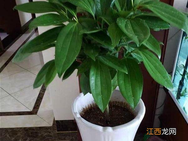 客厅最旺宅的大型植物 客厅十大镇宅植物,客厅养什么绿植最旺家旺财
