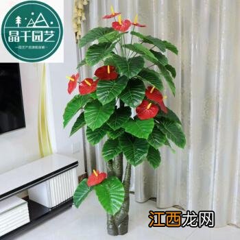 客厅放什么仿真花合适 客厅放什么仿真树最好，适合客厅摆放的大型植物