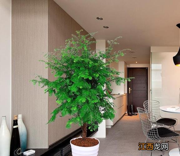 适合客厅的花卉植物 客厅放什么植物好，适合客厅摆放的大型植物