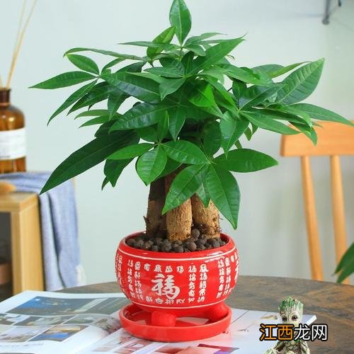 适合客厅摆放的大型植物 客厅放什么植物旺财，客厅比较好的花卉