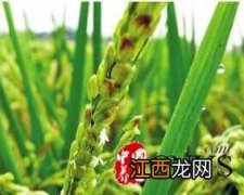 小满期间如何养生 夏季的五形养生法