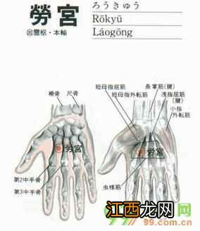 劳宫穴的准确位置图 劳宫穴在哪