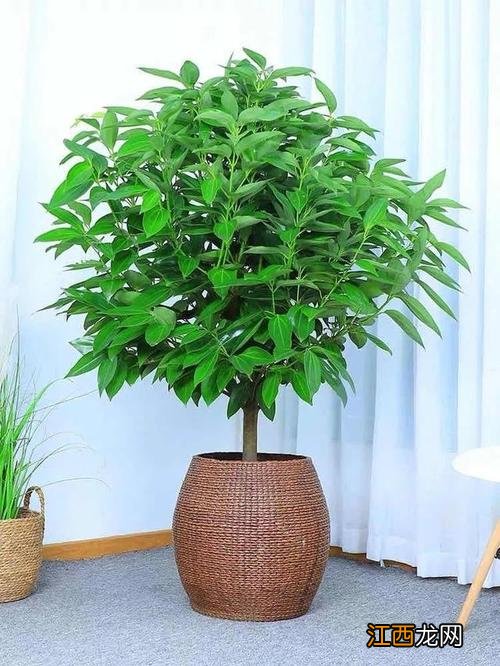 客厅好养活的大型植物 客厅适合养的18种植物，最适合卧室的盆栽植物