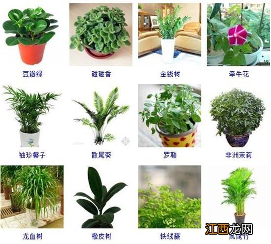 客厅好养活的大型植物 客厅适合养的18种植物，最适合卧室的盆栽植物