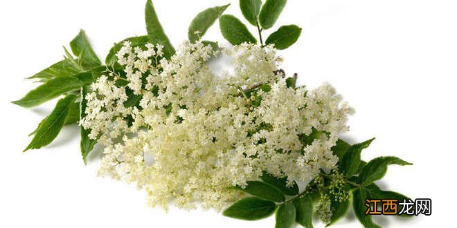 接骨木花的功效及药用价值 接骨木花的品种,蝎子的药用价值和功效