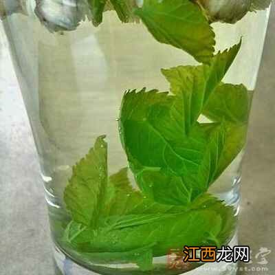 桑叶的注意事项有哪些 桑叶的副作用有哪些