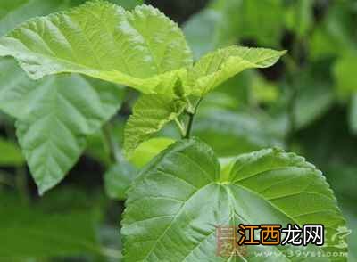 桑叶的注意事项有哪些 桑叶的副作用有哪些