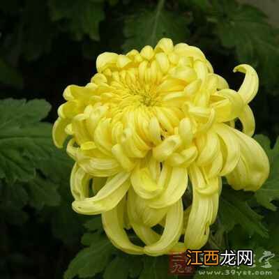 桑叶的注意事项有哪些 桑叶的副作用有哪些