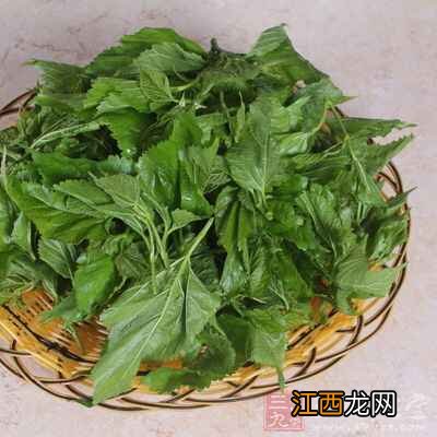 桑叶的注意事项有哪些 桑叶的副作用有哪些