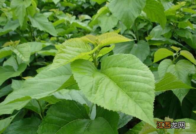 桑叶的注意事项有哪些 桑叶的副作用有哪些