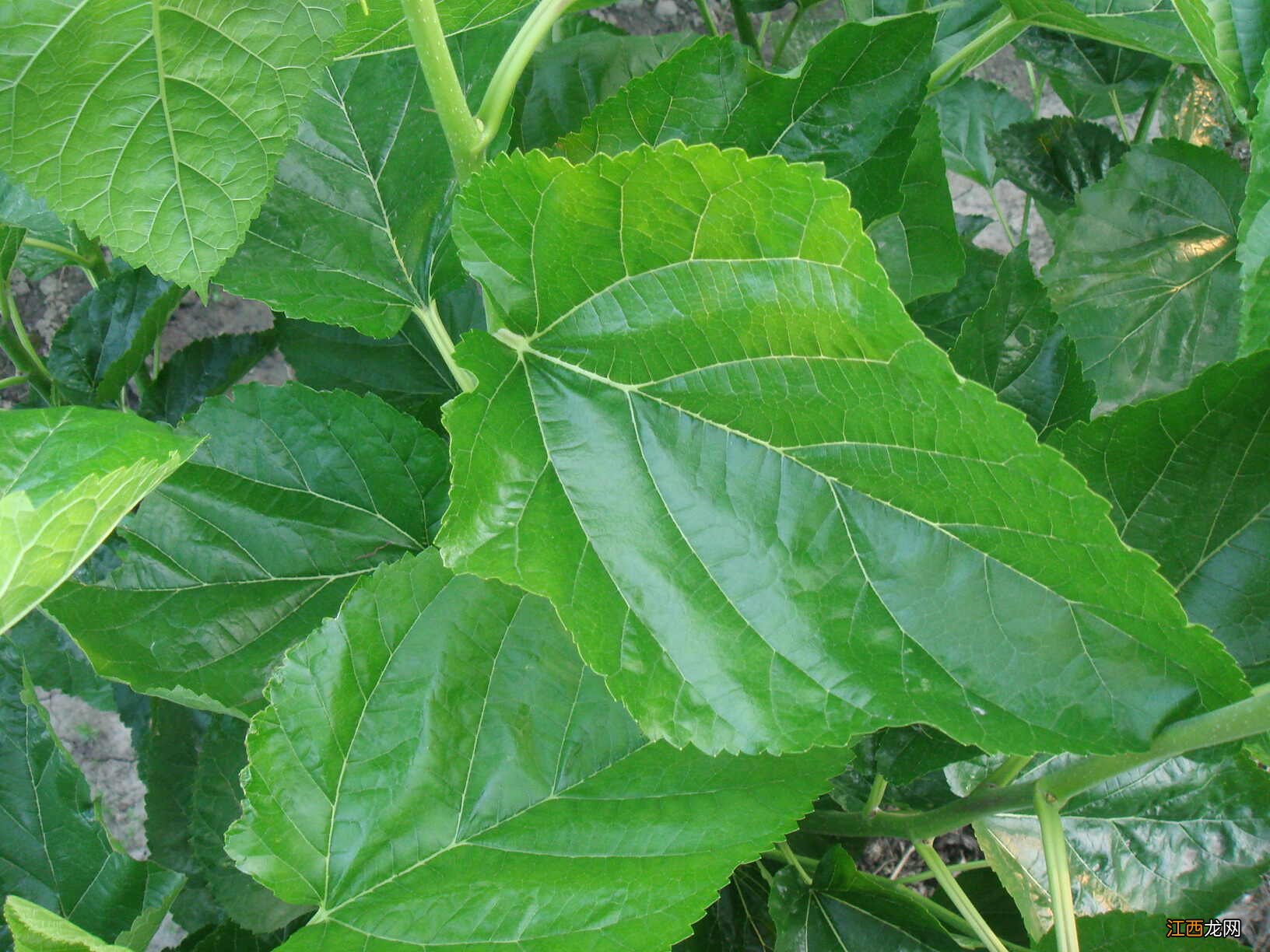 桑叶的注意事项有哪些 桑叶的副作用有哪些