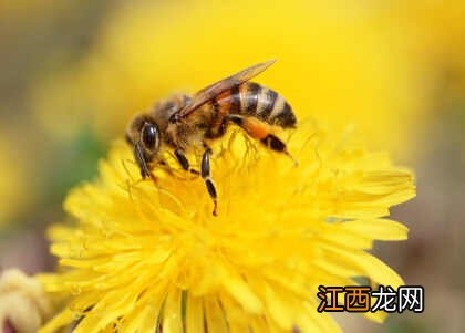 夏季要注意防蜂