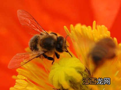 夏季要注意防蜂