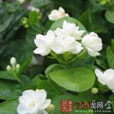 玫瑰茉莉花茶的禁忌有哪些 玫瑰茉莉花茶什么人不能喝