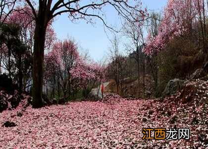 旅游养生胜地药王谷