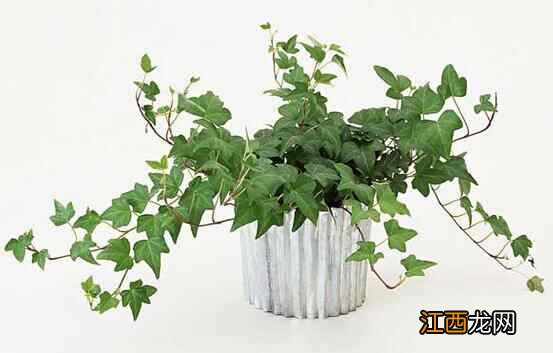 吸甲醛最好的植物 去甲醛最好的方法