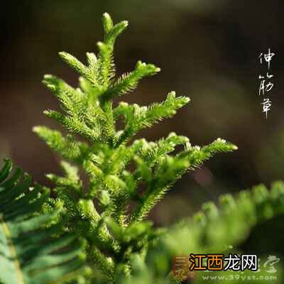 失眠只需三味中药 失眠用什么中药泡水喝显年轻