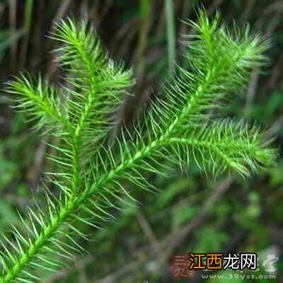 失眠只需三味中药 失眠用什么中药泡水喝显年轻