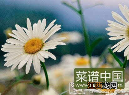 菊花能泡水喝吗 6种人万万不能喝