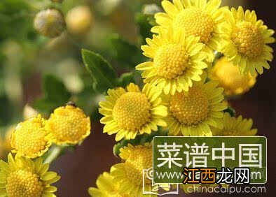 菊花能泡水喝吗 6种人万万不能喝