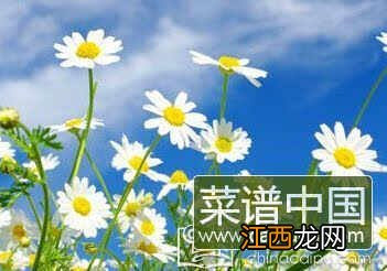 菊花能泡水喝吗 6种人万万不能喝