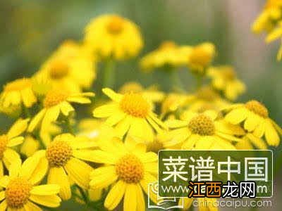 菊花能泡水喝吗 6种人万万不能喝