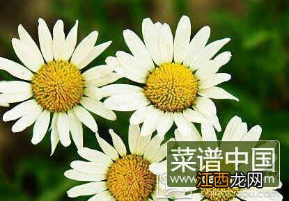 菊花能泡水喝吗 6种人万万不能喝