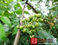 民间偏方治疗打呼噜 打呼噜怎么治小窍门