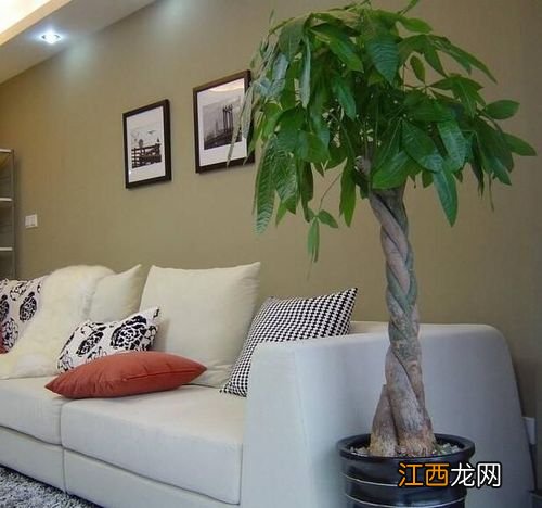 客厅花摆放位置图片大全 家庭客厅花卉摆放风水,10种客厅招财植物推荐