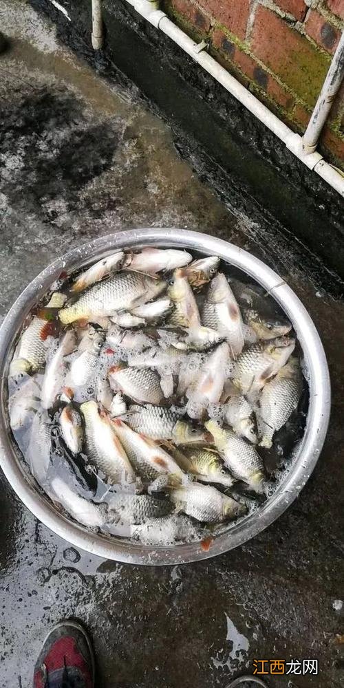 搬家几天不空房 搬家必须拿活鱼吗,乔迁买鲫鱼还是鲤鱼