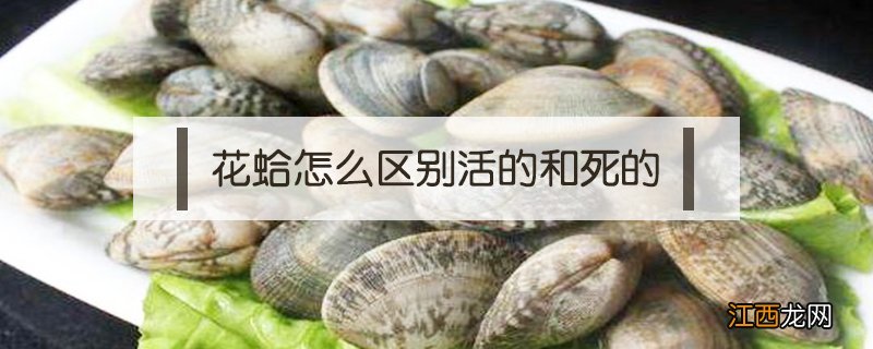 花蛤怎么区别活的和死的