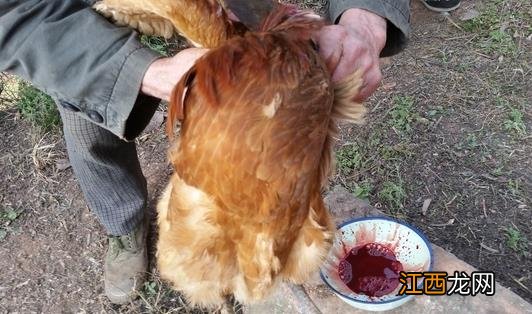 杀鸡快速简单拔毛方法 杀鸡拔毛水温80℃左右最宜