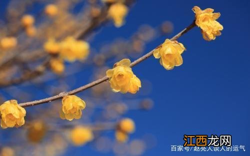 麦玲玲2022年虎年运程 一天的运势，生辰八字 婚姻,事业